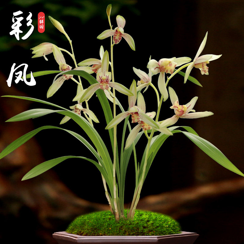 兰花室内盆栽兰花花卉兰花苗建兰彩凤复色花客厅植物观赏兰草