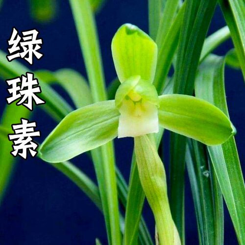 客厅阳台办公室植物盆栽兰花