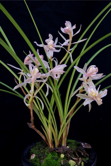 云南名品兰花苗 莲瓣兰【金沙树菊】浓香室内绿植花卉盆景