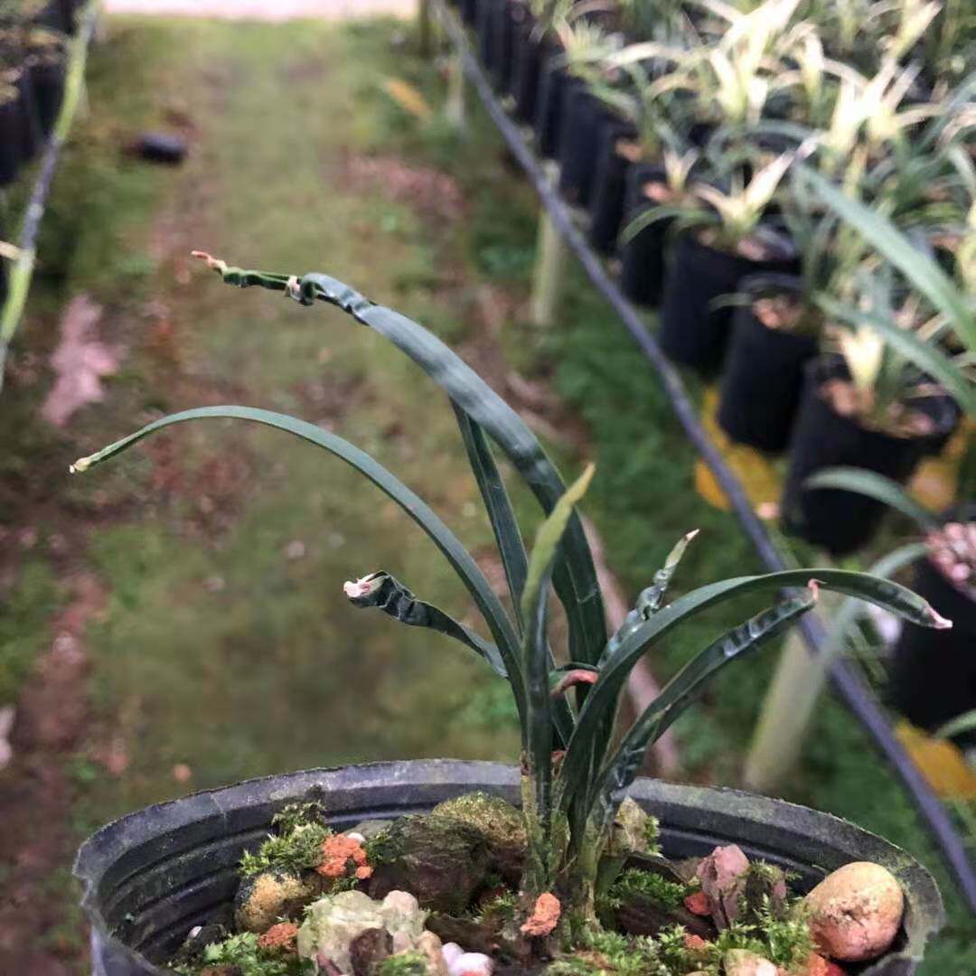 超香奇异兰花水晶弹簧兰草新苗红鹅头水晶春兰花卉盆栽阳台浓香