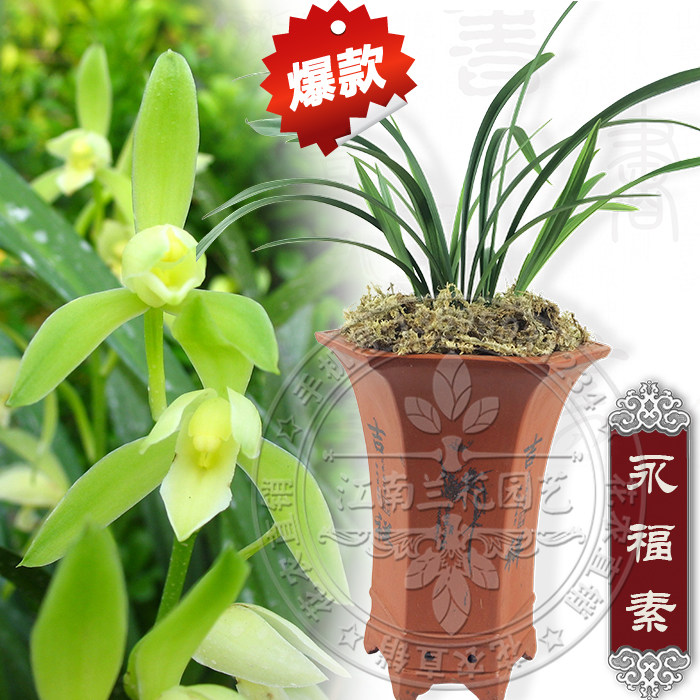 兰花建兰四季兰永福素 无花苞 素心浓香 办公室绿植盆栽 年宵花卉