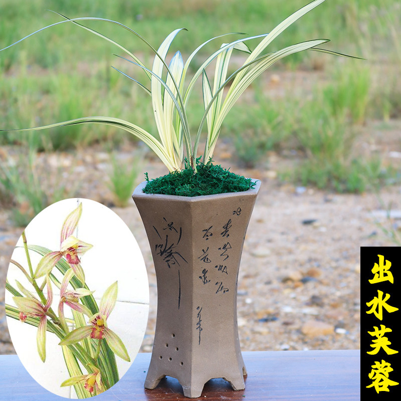 绿植浓香型兰花苗出水芙蓉