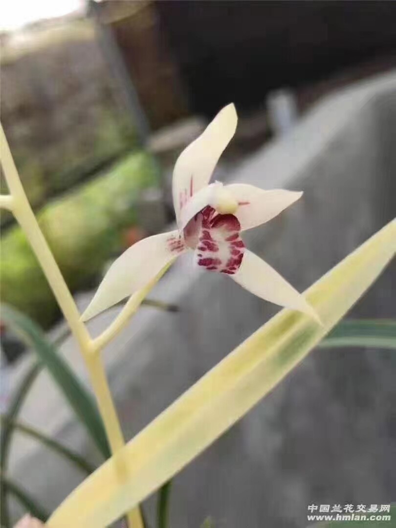 精品兰花四季兰建兰粉斑艺白彩～西海锦～花期带浓香花苞室内花卉