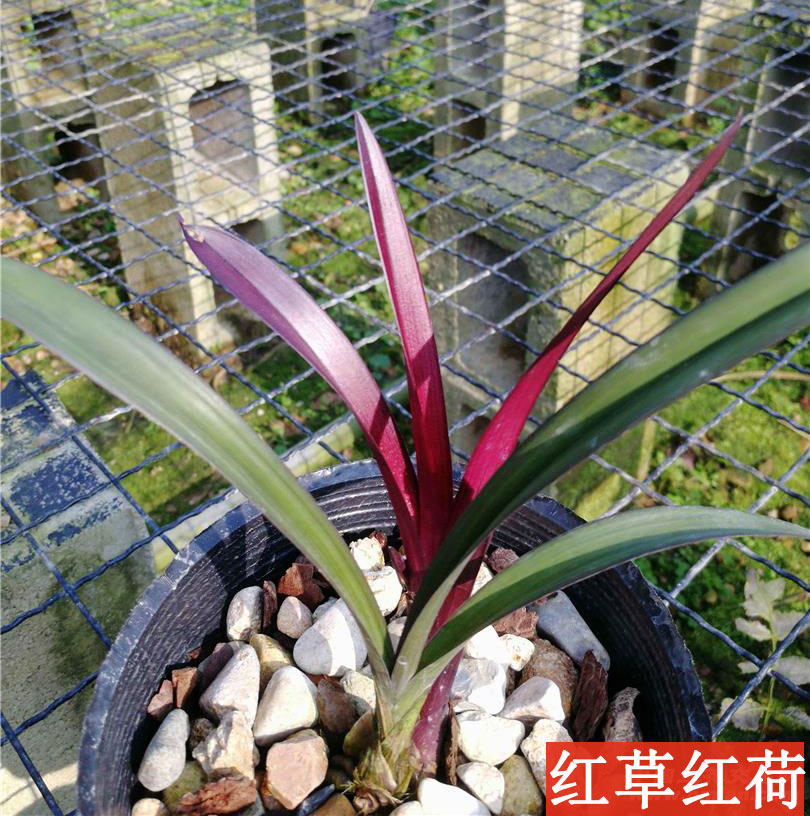 兰花建兰红草红荷网红热销铭品高档名贵花卉办公室客厅绿植盆栽
