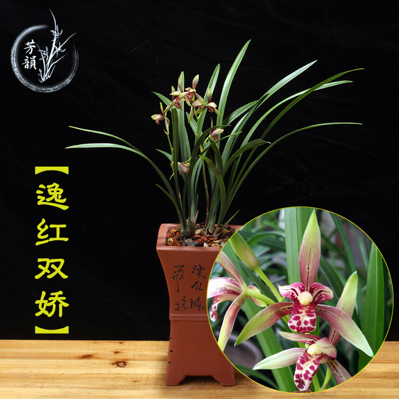 兰花苗建兰四季兰 逸红双娇 小国魂 花卉绿植盆栽观花植物好养