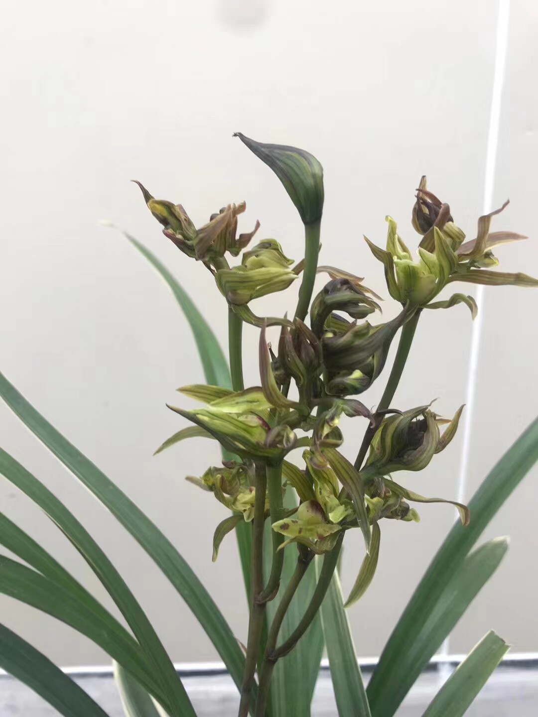 精品兰花浓香奇花～墨兰金边线艺奇花～南阳牡丹～花期带花苞