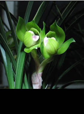 兰花好养活绿植盆栽包邮