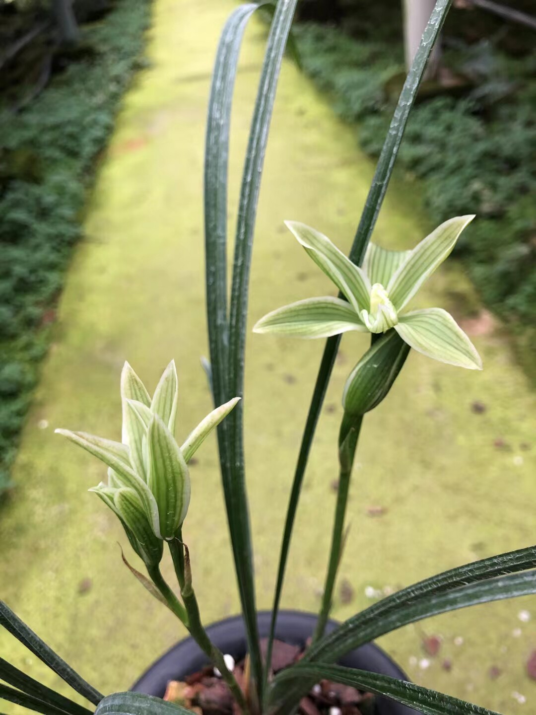 精品兰花莲瓣兰~奇花素~老品种室内花卉包邮浓香易开花