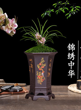 兰花苗盆栽植物室内春兰锦绣中华浓香无花苞好养客厅名贵花卉