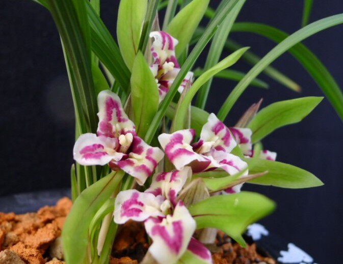 清仓价自然老种 兰花苗 春兰【大元宝】浓香绿植花卉园艺盆景