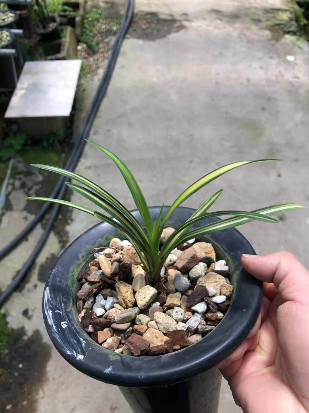 新品送春变艺特香兰花花期带花苞数量稀少室内浓香花卉盆栽植物