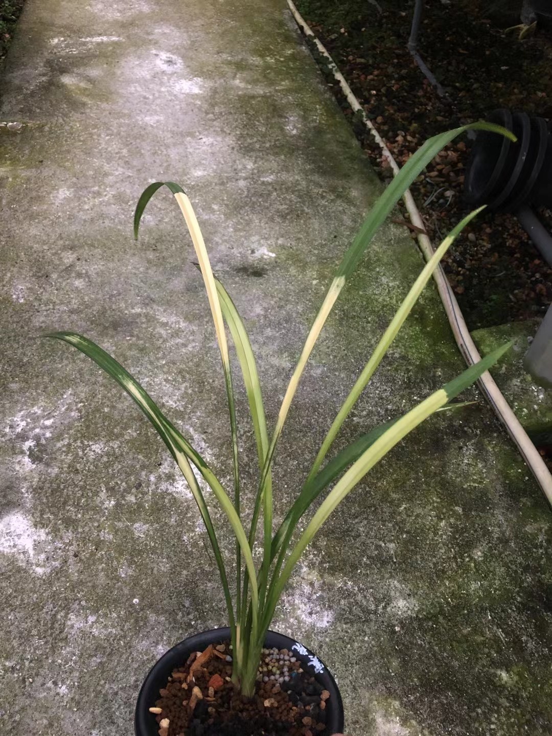 精品兰花自然老种～寒兰虎斑～浓香好养壮苗前垄苗