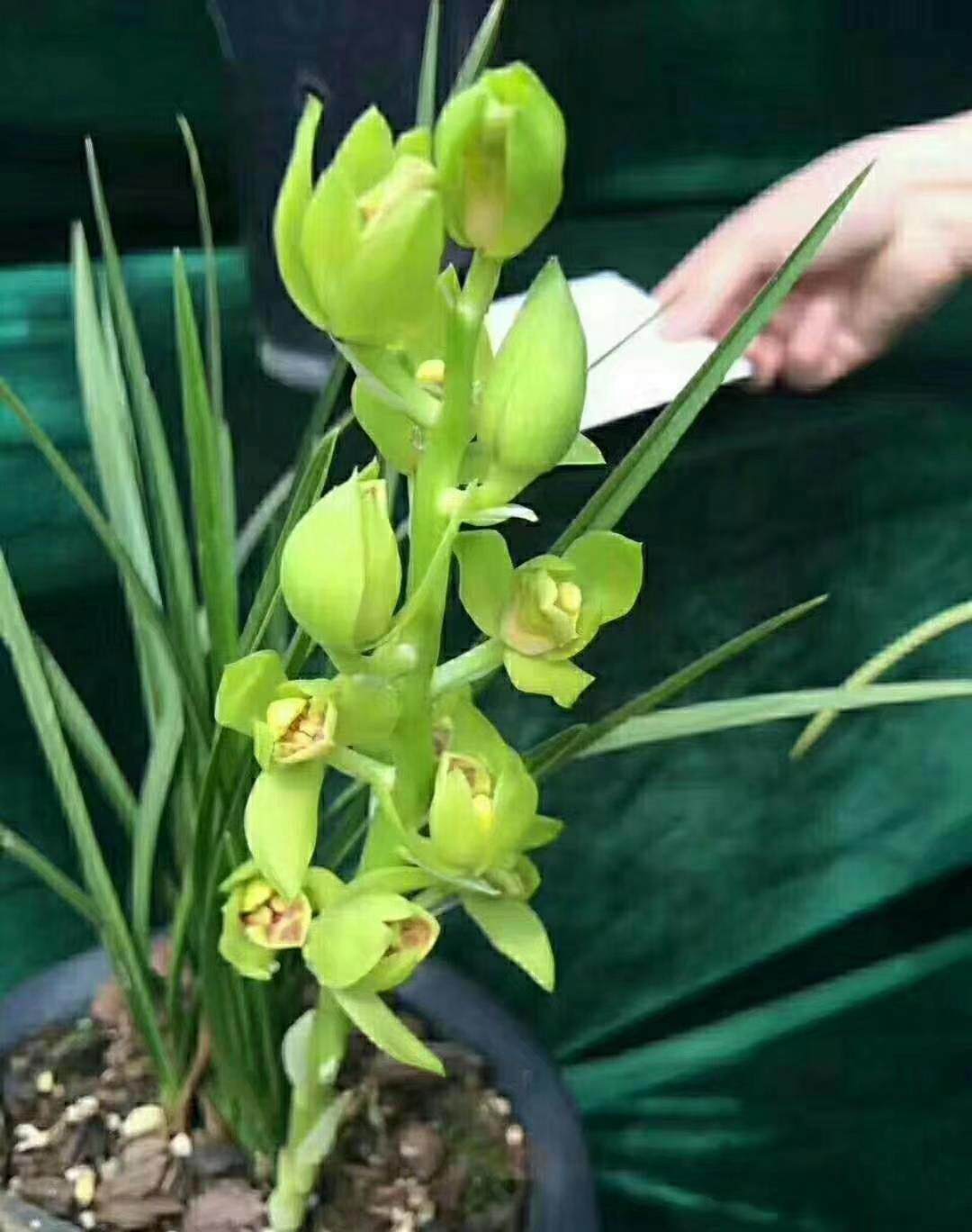 自然老种兰花苗 蕙兰名品【天子荷】浓香室内绿植花卉盆景