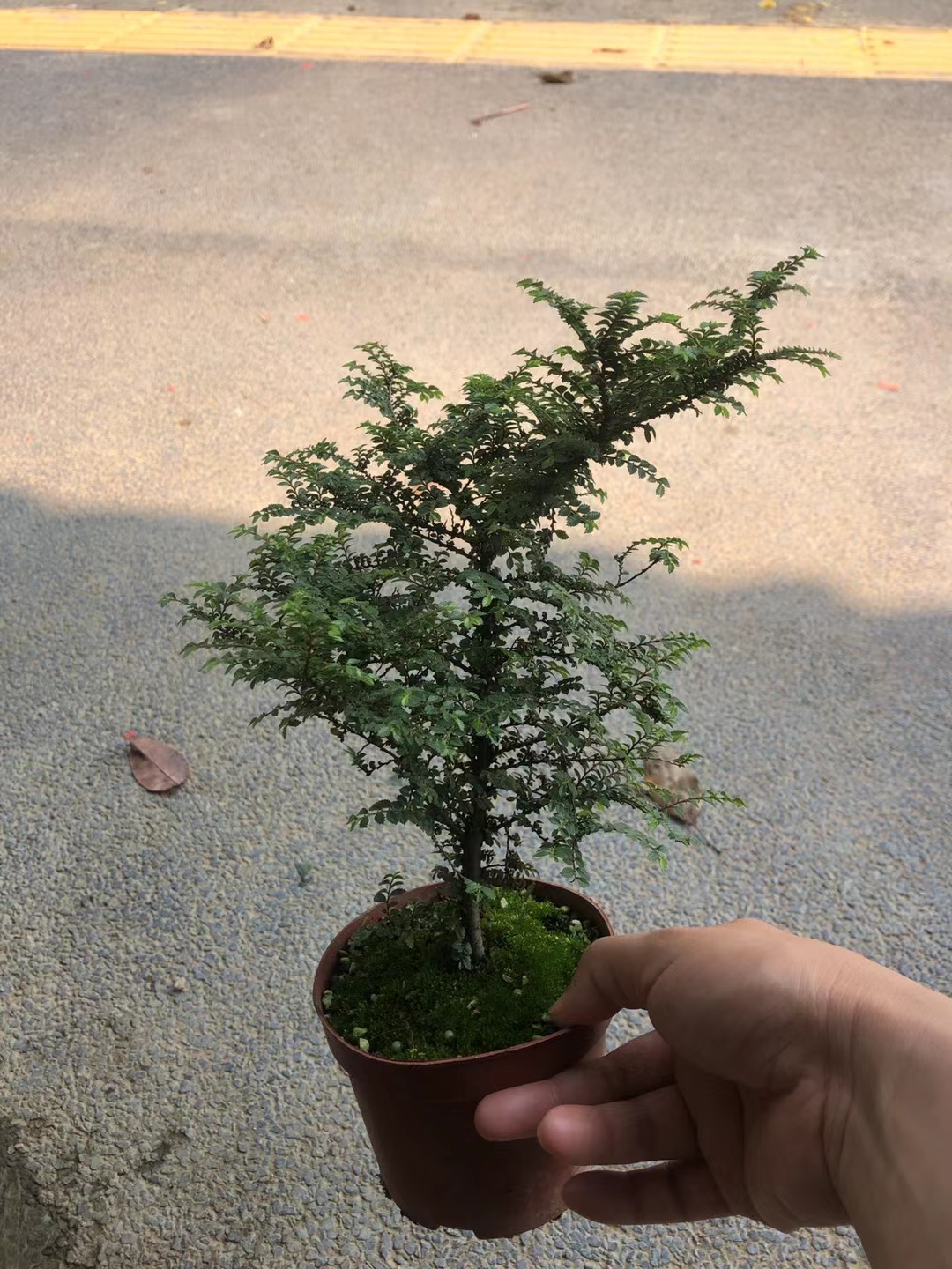 世界上特小的榆树芝麻榆，造景植物素材 ~芝麻榆，叶性特小