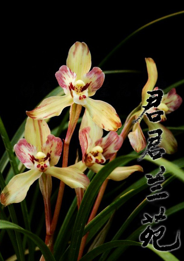 优质国兰兰花苗盆栽好发货 春古堰娇子 漏风漏雨自然栽培苗