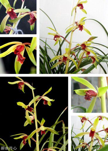 自然老种兰花苗 蕙兰【碧血丹心】浓香绿植花卉盆景园艺