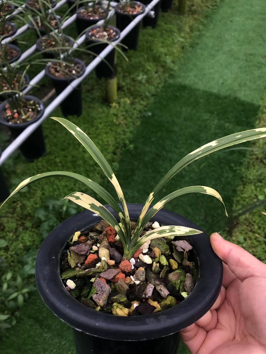 精品兰花春兰大虎斑中透～麒麟冠～浓香极香满屋飘香室内盆栽包邮