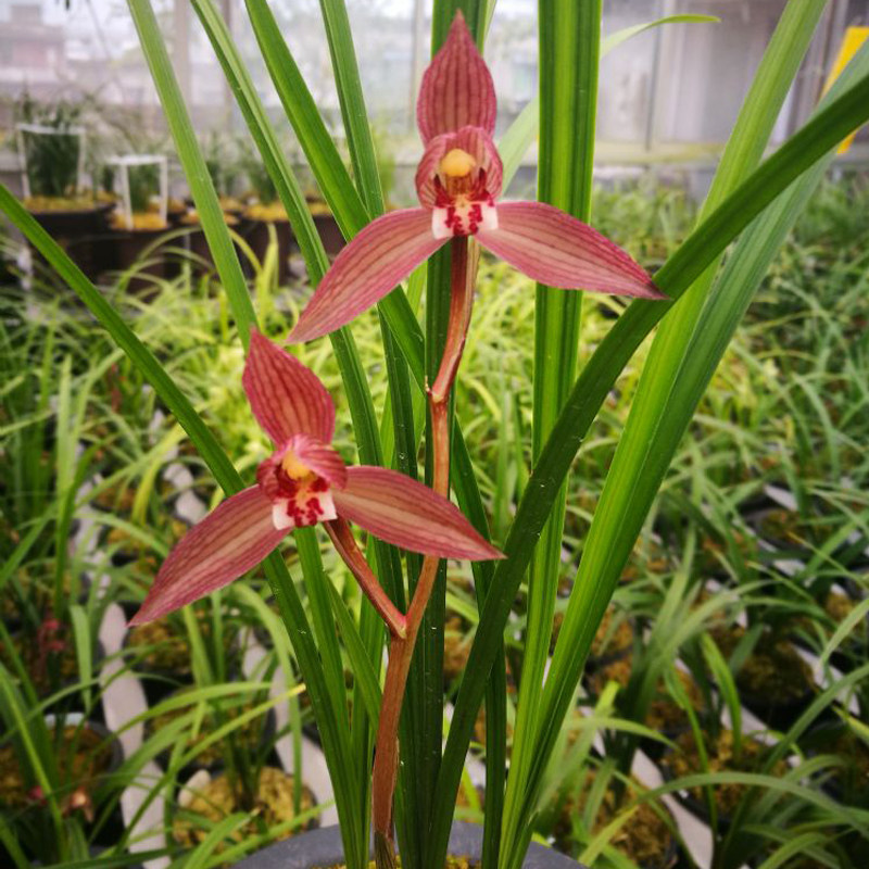 正品四川兰花苗无花苞传统铭品立叶春剑兰花汉朱砂荷形苋朱砂红花