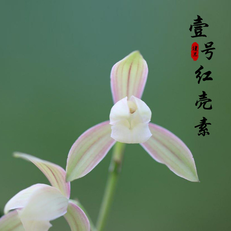 自然老种 一号红壳素 建兰四季兰新品阳台名贵绿植盆栽浓香花卉