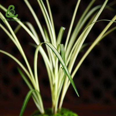 北极星 兰草莲瓣兰艺草白中斑缟艺花叶双艺高端莲瓣兰