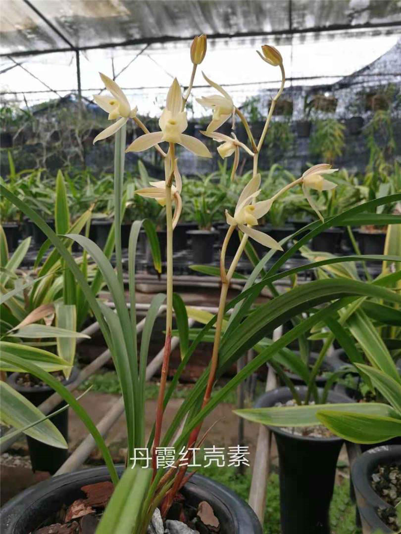 超靓特香四季兰精品色花丹霞红壳素室内浓香植物花卉兰花苗盆栽