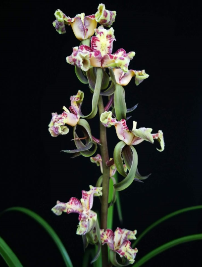 自然老种兰花苗 蕙兰【紫砂星】浓香室内绿植花卉盆景园艺