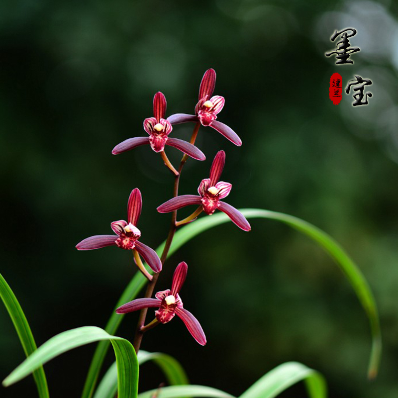 建兰书房办公室名贵花卉绿植盆栽