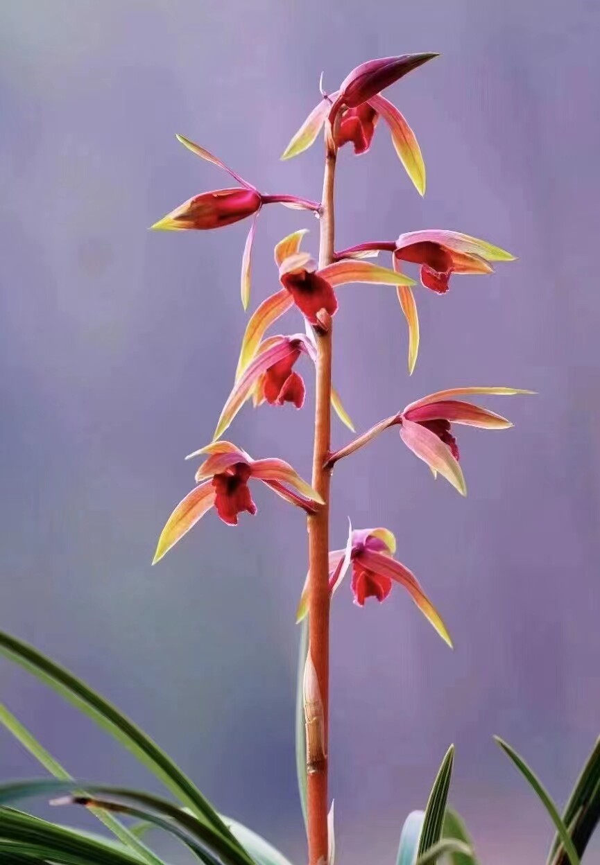 精品兰花蕙兰特色花浓香～红颜知己～室内室外绿植花卉盆栽