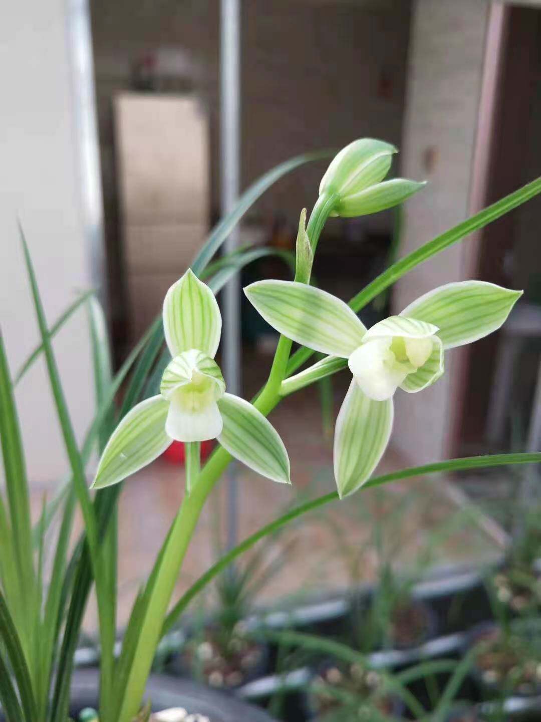世界上超香兰花名贵素心荷瓣莲瓣兰云龙素荷盆栽浓香花卉趣味草本