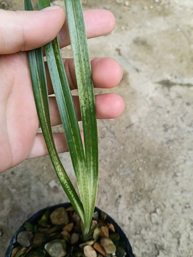 精品一物一拍兰花蛇斑艺捡漏价手慢无
