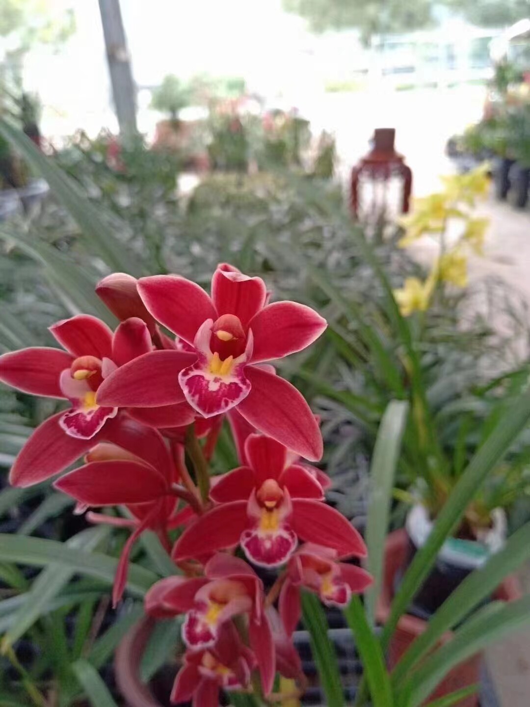 精品兰花年宵花卉~红双喜~带多多花剑