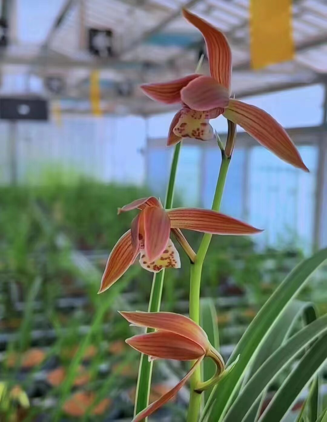 精品兰花秋芝~如意红~边草红花数量稀少