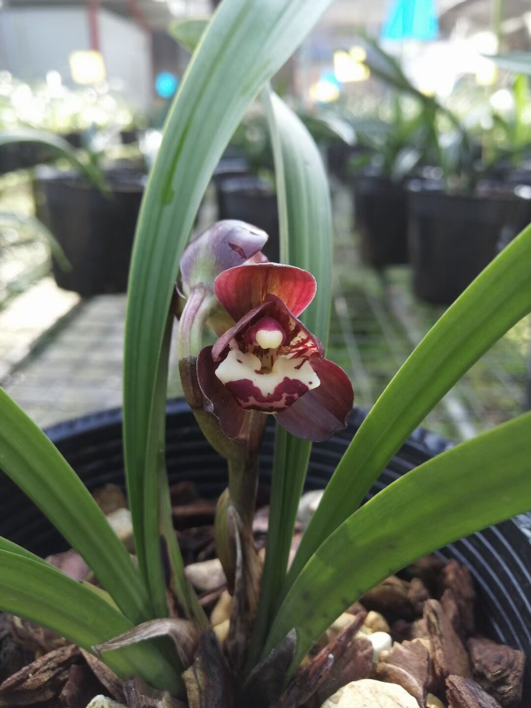 精品兰花春兰矮种荷瓣浓香～红鼎荷～花期带浓香花苞室内花卉包邮