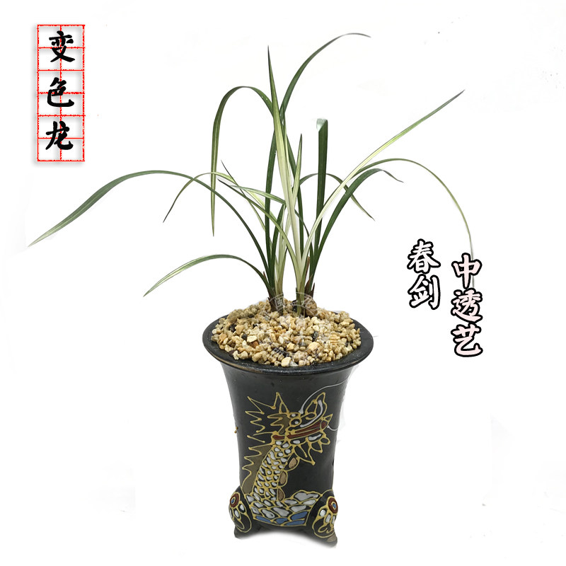兰花苗春剑先明线艺瓷白中透 春剑名品变色龙 花卉绿植盆栽