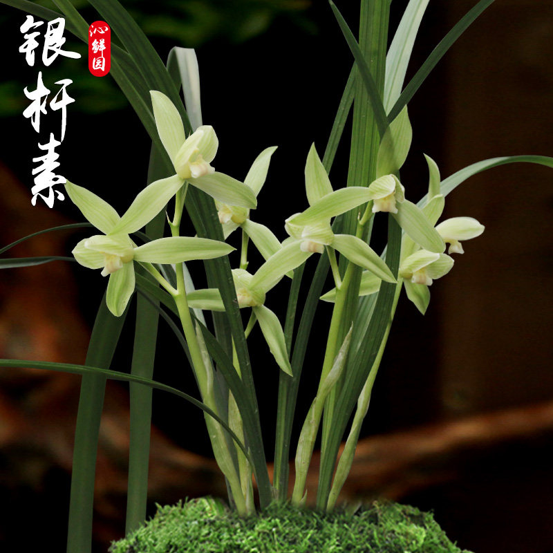 春剑四大名品 银杆素 室内阳台绿植物盆景栽稀有好品