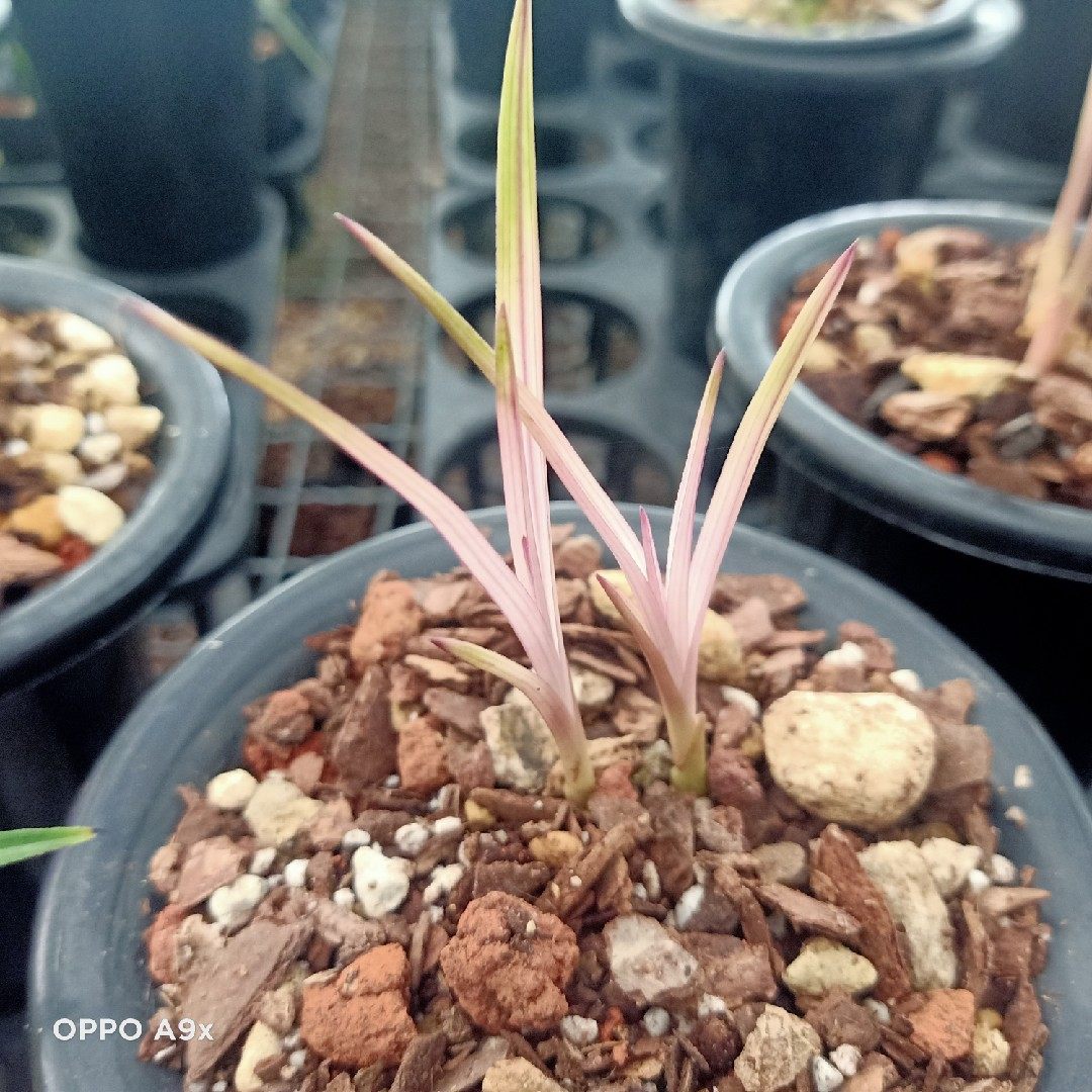 精品兰花   蕙兰   水晶红素   数量稀少   本园独有