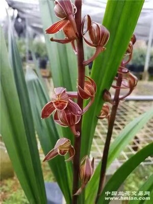 超靓兰花墨兰矮种荷瓣十八娇满屋飘香室内绿植小盆栽浓香免邮