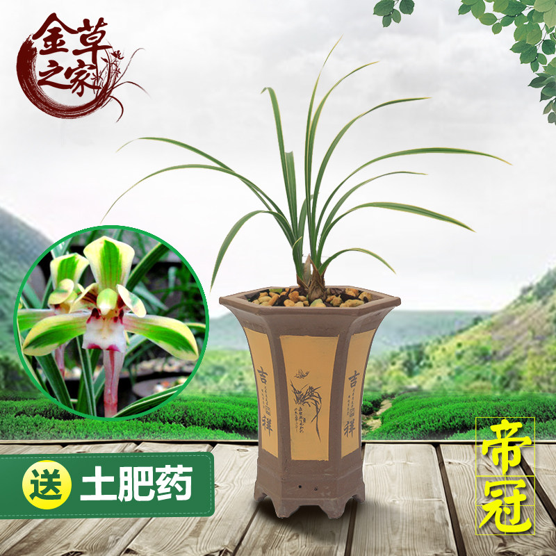 兰花苗 帝冠  春兰老种线艺花艺双全覆轮艺绿植花卉 春季带花苞