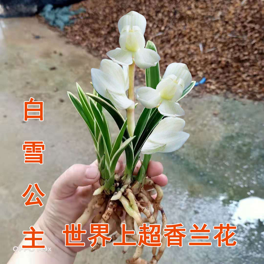 兰花盆栽植物室内名贵四季兰~白雪公主~金边矮种浓香好养花卉