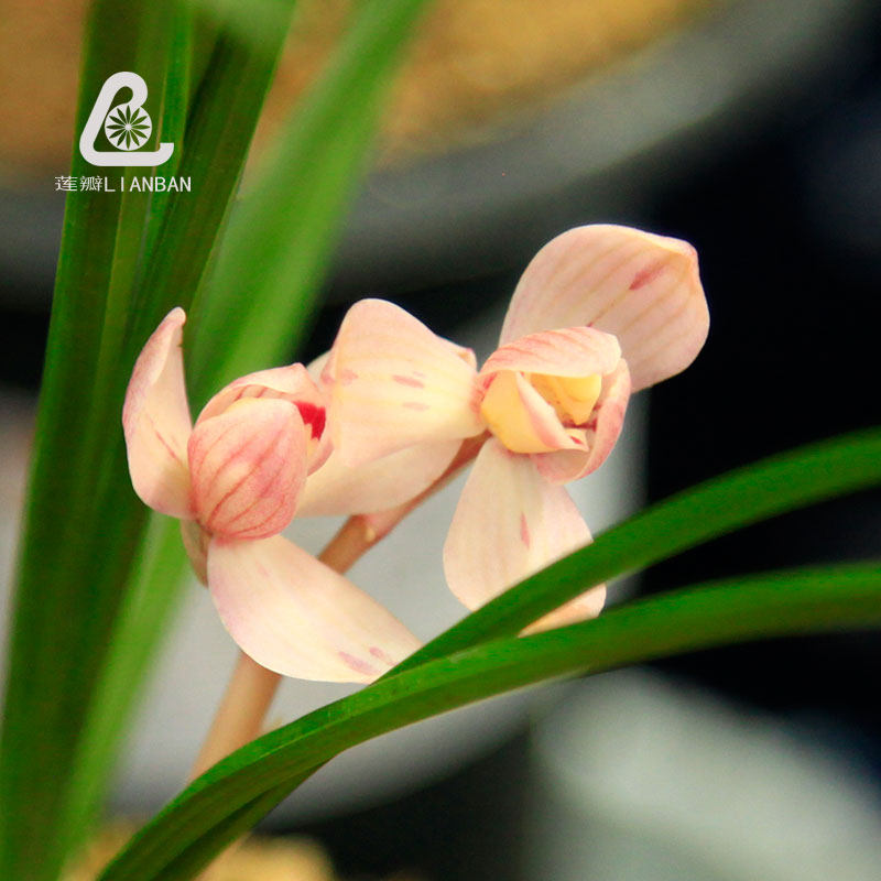 粉荷细叶矮种兰花云南莲瓣兰粉色荷瓣兰花苗自然环境养殖兰草