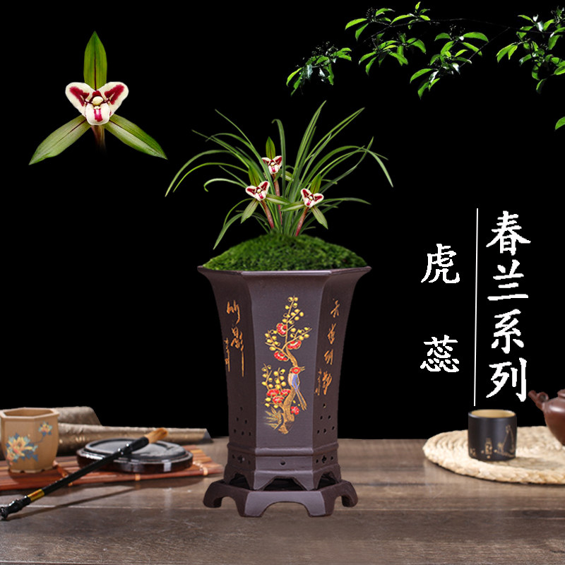 兰花苗盆栽植物室内春兰虎蕊浓香无花苞好养客厅名贵极品花卉绿植