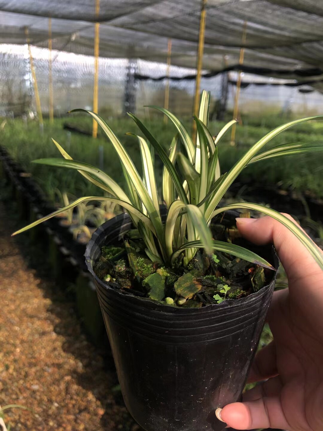 精品兰花~送春大丛中透~,矮种中透盆栽花期带花苞