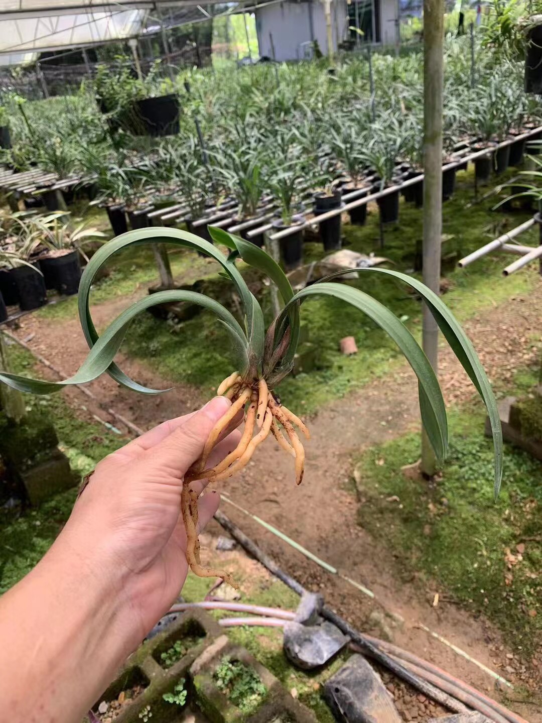 精品兰花墨兰～曲巧,奇叶品种!叶型奇特特价出