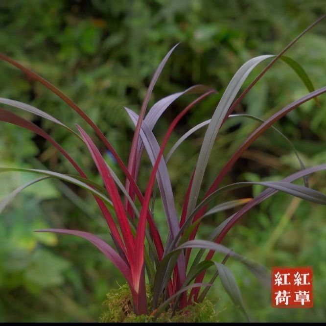 正宗浓香型兰花绿植铭品红草红荷正品级花苞红叶兰花名贵花