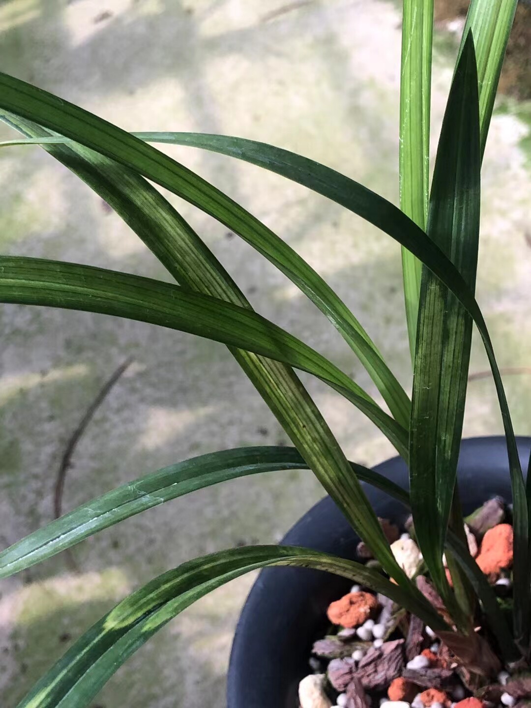 精品兰花寒兰稀有品种～雾山黄～花期带浓香花苞