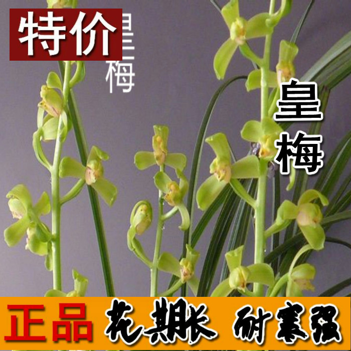 清仓价浓香型兰花皇梅蕙兰盆栽美观花卉绿植