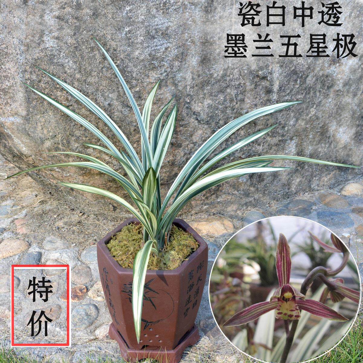 高品质墨兰新品种稀有兰花五星极瓷白中透叶艺冬带花苞客厅绿植盆