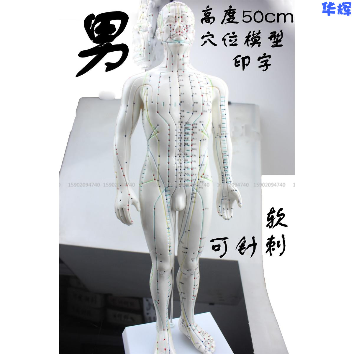中医教学人体经络模型专业练习针灸小人穴位模型男50cm人体软模特