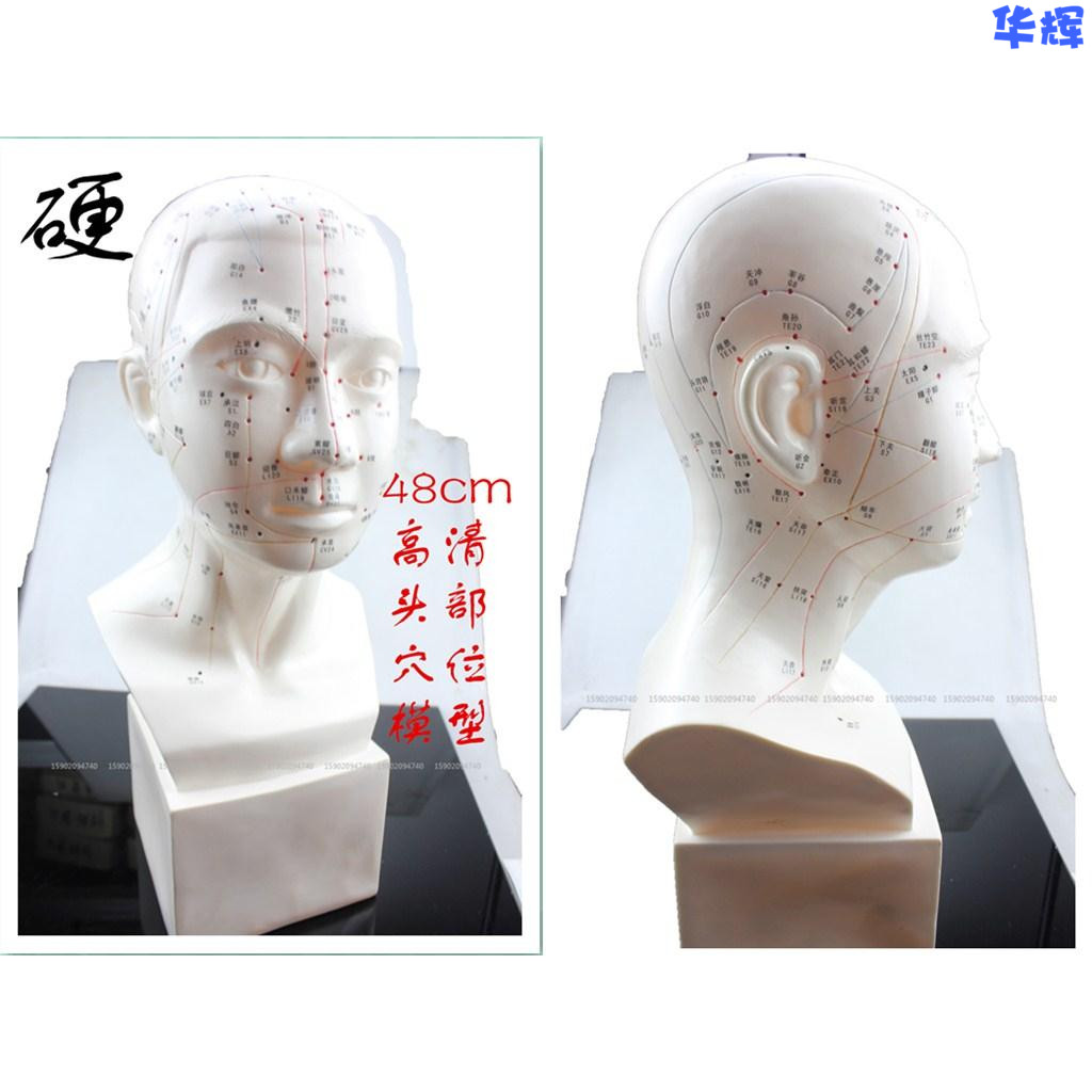 教学医用人体针灸穴位硬头部模型头模面部穴位按摩中医头针模型