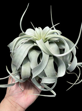 卷叶霸王无土植物室内花喷水就活